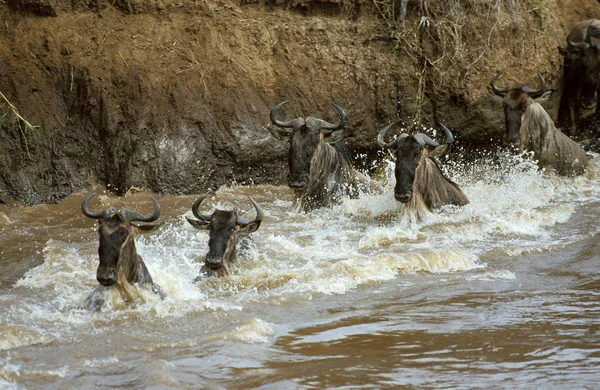 Blue Wildebeest Connochaetes Taurinus Herd Cruzando Río Mara Durante Migración — Foto de Stock