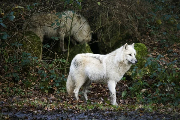 Lobo Ártico Canis Lupus Tundrarum Adultos — Fotografia de Stock