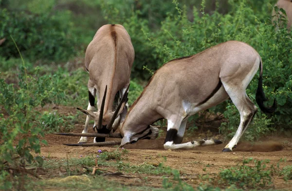 Beisa Oryx Oryx Beisa Mannetjes Vechtend Kenia — Stockfoto