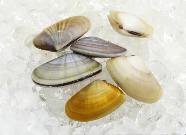 Wedge Shell Donax Trunculus Shells Ice — Stok fotoğraf
