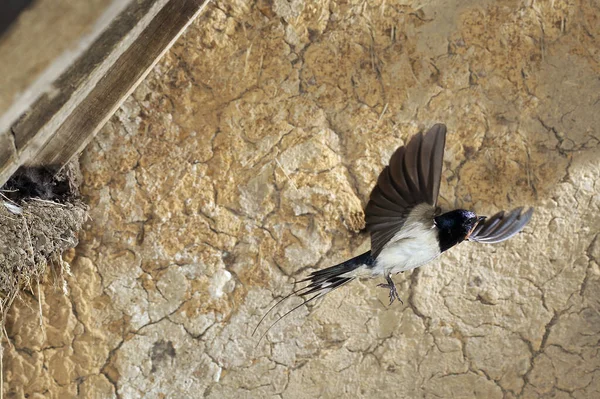 Hirondelle Rustique Hirundo Rustica Adulte Vol Nourrir Les Poussins Nid — Photo