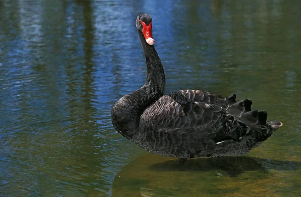 Μαύρος Κύκνος Cygnus Atratus Ενηλίκων Που Στέκεται Στο Νερό — Φωτογραφία Αρχείου