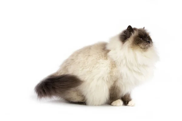 Blue Birmanese Domestic Cat Felnőttülés Ellen Fehér Háttér — Stock Fotó