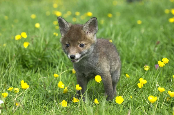 Kızıl Tilki Vulpes Vulpes Pup Flowers Normandiya — Stok fotoğraf