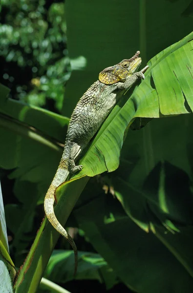 Chameleon, chamaeleo sp, Adult standing on Banana Leaf, Madagascar