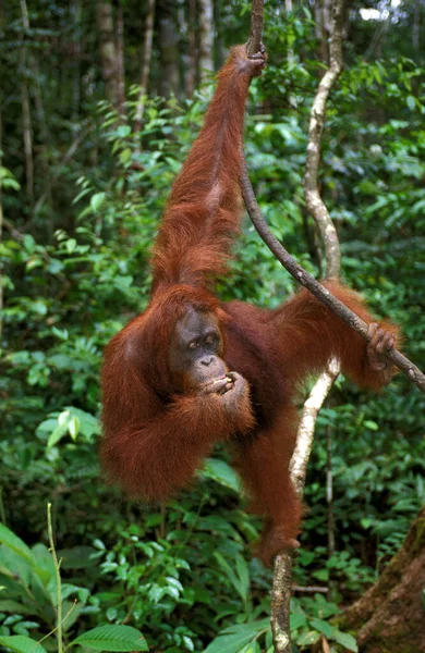 Orang Utan Pongo Pigmaeus Branch Borneo Asılı Bir Kadın — Stok fotoğraf