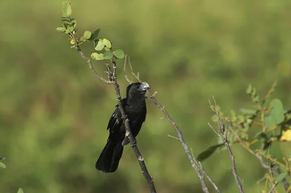 Geniş Faturalı Tohum Finch Oryzoborus Crassirostris Branch Los Lianos Venezuela — Stok fotoğraf