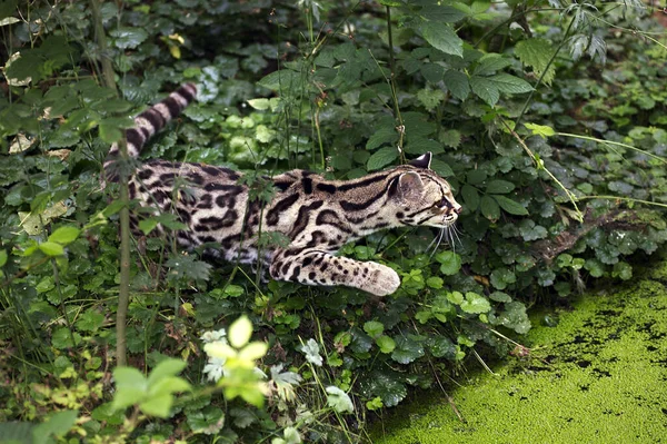 Margay Kedi Leopardus Wiedi Deliği Yakınlarında Yetişkin Avı — Stok fotoğraf