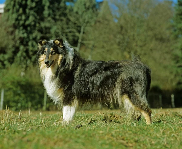 Collie Dog Standing Adulto Grassi — Foto Stock