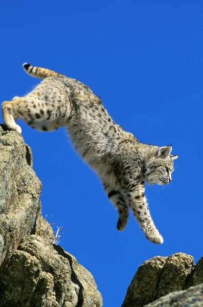 Bobcat Lynx Rufus Felnőtt Ugrás Sziklákról Kanada — Stock Fotó