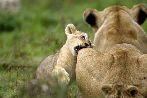 Katanga Lion Southwest African Lion Panthera Leo Bleyenberghi Female Cub — стокове фото