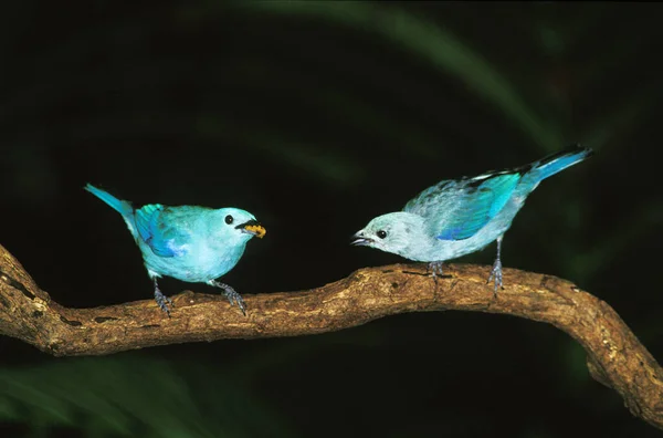 Blue Grey Tanager Thraupis Episcopus Adults Standing Branch — Stock Photo, Image