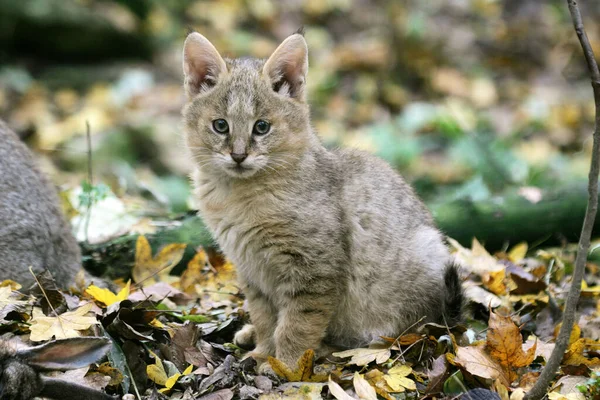 Selva Gato Felis Chaus Cachorro Sentado Hojas —  Fotos de Stock