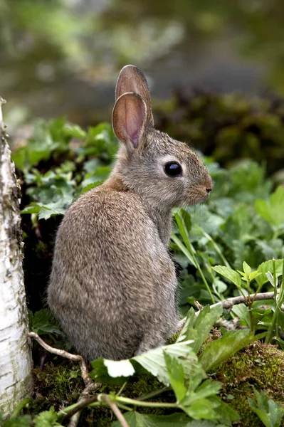 European Rabbit or Wild Rabbit, oryctolagus cuniculus, Young standing on Grass, Normandy