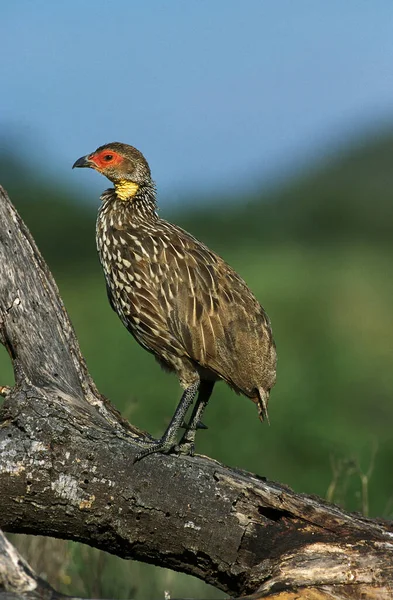 Ptaszyca Żółta Francolinus Leucoscepus Adult Kenia — Zdjęcie stockowe