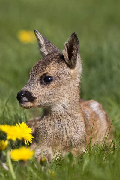 Rehwild Capreolus Capreolus Rehkitz Mit Blumen Normandie — Stockfoto