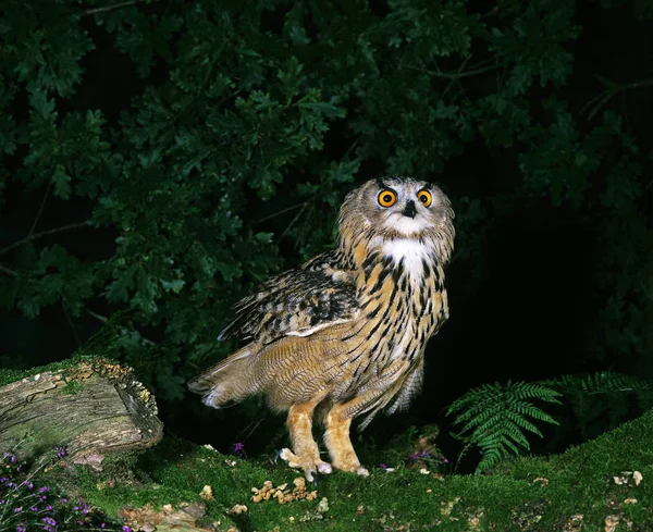 Uhu Asio Otus Erwachsener Auf Moos Stehend — Stockfoto