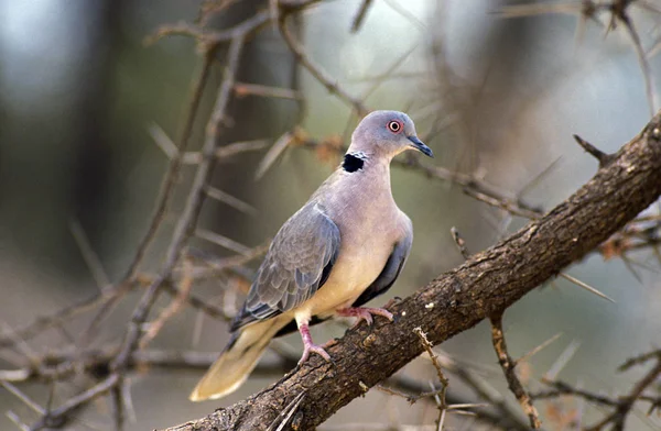 African Mourning Dove Streptopelia Decipiens Adult Standing Branch África Sul — Fotografia de Stock