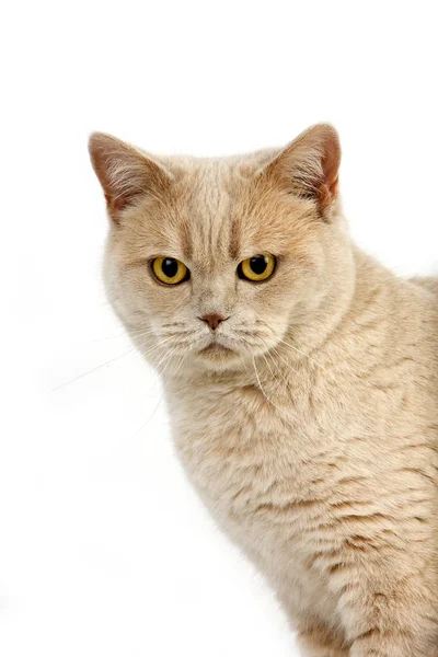 Creme Britânico Shorthair Doméstico Gato Retrato Feminino Contra Fundo Branco — Fotografia de Stock