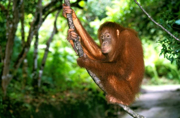 Orang Utan Pongo Pygmaeus Female Standing Branch Borneo — Stock Photo, Image