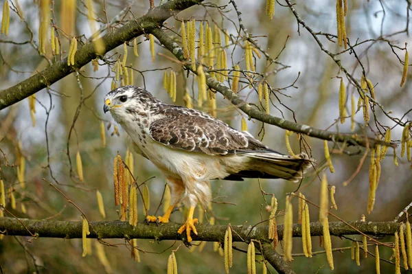 Buizerd Buteo Buteo Volwassen Tak Normandië — Stockfoto