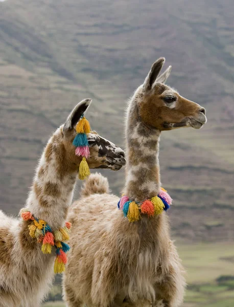 Lama Lama Glama Peru Cuzco Yakınlarında Ponpon Giyen Yetişkinler — Stok fotoğraf