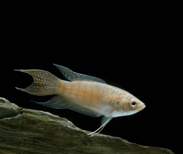 Paraíso Peixes Macropodus Opercularis Peixes Aquário — Fotografia de Stock