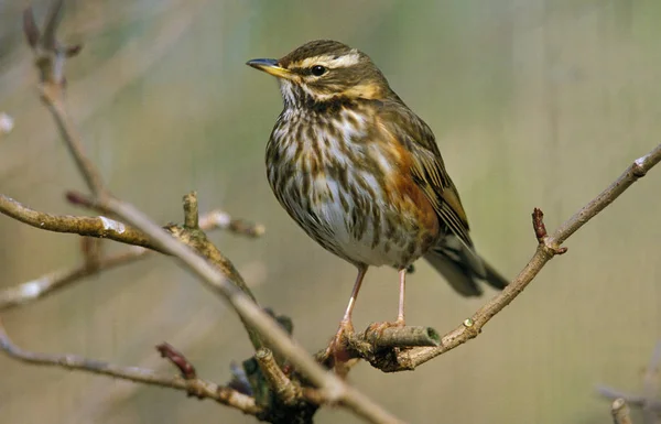 Pelirroja Trush Turdus Iliacus Adulto Pie Rama —  Fotos de Stock