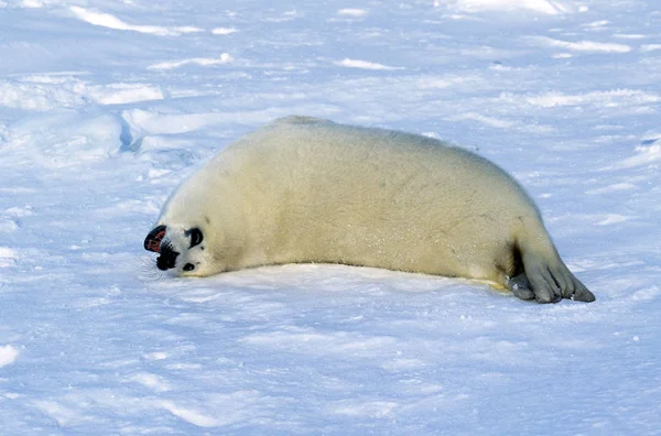 Harp Seal Pagophilus Groenlandicus Pup Lay Ice Floe Magdalena Island — 스톡 사진