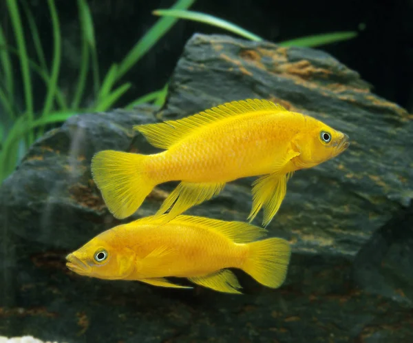 Lemon Cichlid Neolamprologus Leleupi Fishes Aquarium — стокове фото