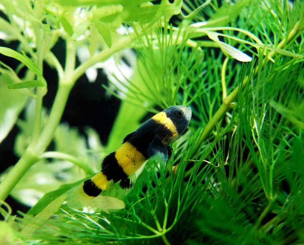 Bumblebee Goby Hypogymnogobius Xanthozona — Stock Photo, Image