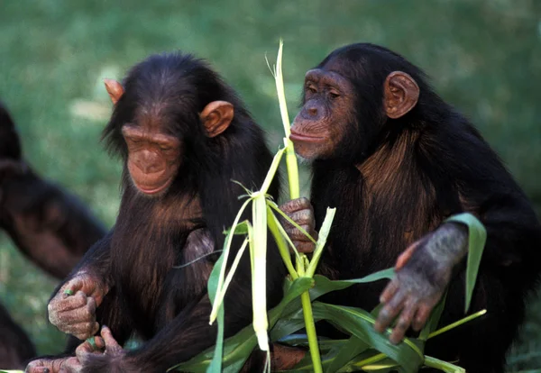 Chimpanzé Panela Troglodytes Adultos Comendo — Fotografia de Stock