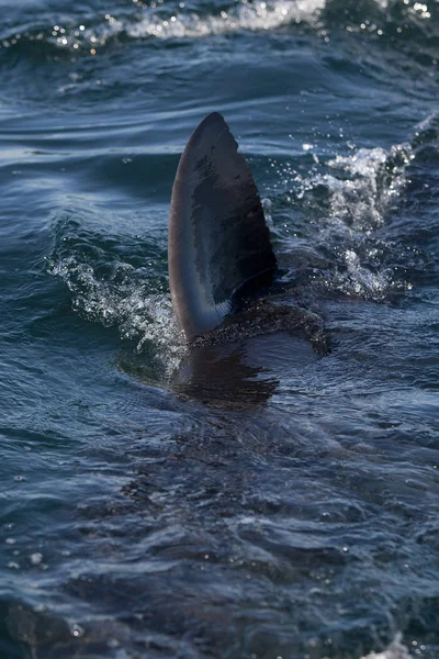 Great White Shark Carcharodon Carcharias Aleta Adulto Emergiendo Del Mar — Foto de Stock