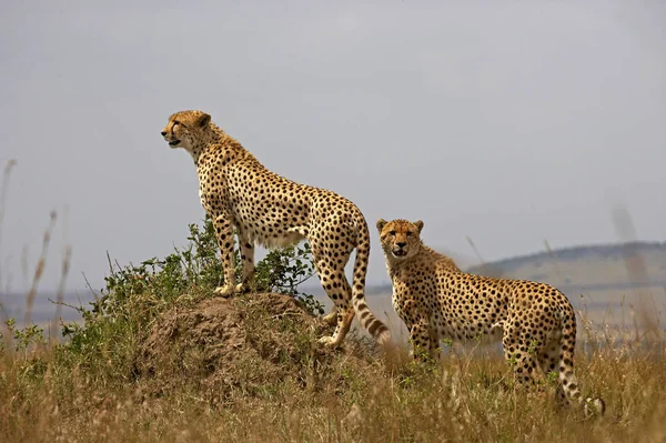 Çita Akinonyx Jubatus Termite Hill Duran Yetişkinler Kenya Daki Masai — Stok fotoğraf