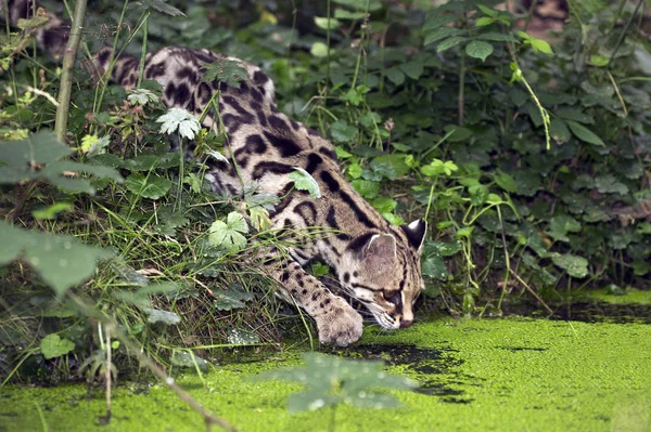 Margay Cat Leopardus Wiedi Felnőtt Vadászat Water Hole Közelében — Stock Fotó