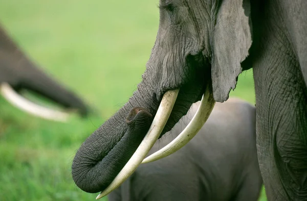 Eléphant Afrique Loxodonta Africana Tusks Trump Masai Mara Park Kenya — Photo