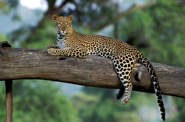 Leopard Panthera Pardus Adult Leaves Branch Kenya — стокове фото
