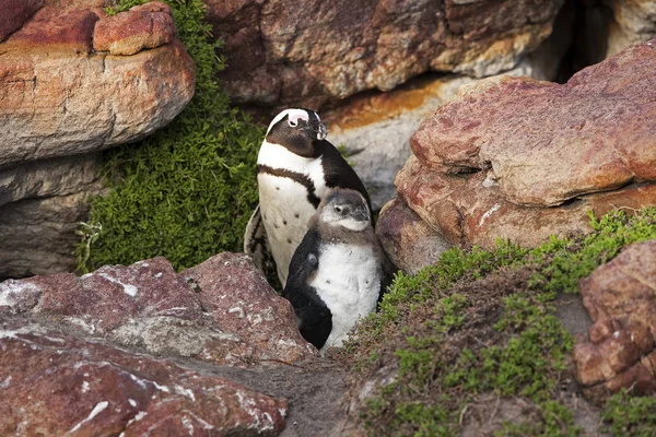 Jackass Penguin或African Penguin Spheniscus Demersus Adult Young Betty Bay South — 图库照片