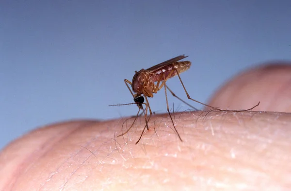 Mosquito Culex Quinquefasciatus Dospělý Bitting Skin Florida — Stock fotografie
