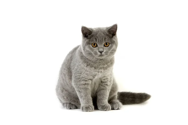 Blue British Shorthair Domestic Cat Kobieta Siedząca Białym Tle — Zdjęcie stockowe
