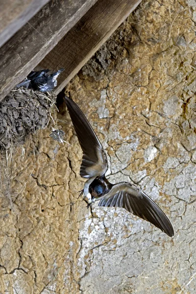 Hirondelle Rustique Hirundo Rustica Adulte Vol Nourrir Les Poussins Nid — Photo