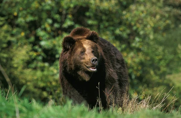 Brown Bear Ursus Arctos Adult Standing Grass — Stock Photo, Image