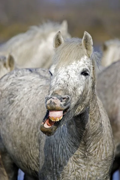 Camargue Häst Med Funny Face Saintes Marie Mer Södra Frankrike — Stockfoto