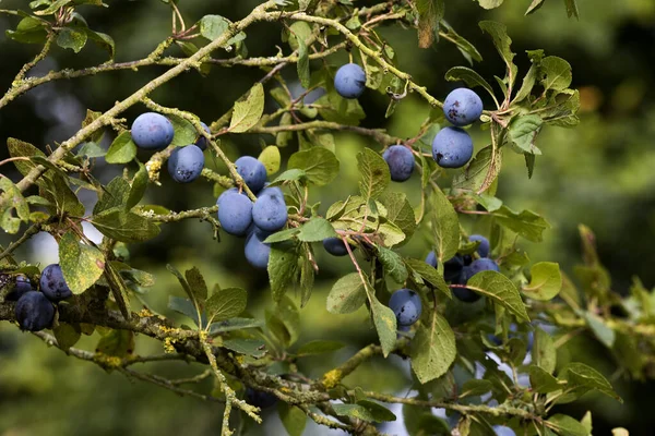 Quetsche Plums Prunus Domestica Buah Buahan Branch Normandia — Stok Foto