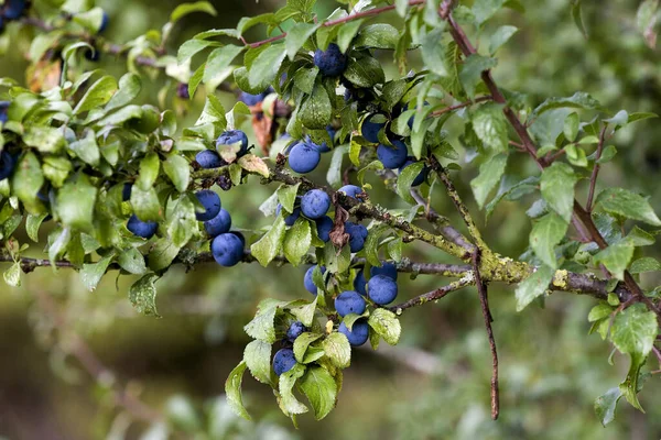 Blackthorn Sloe Gtree Prunus Spinosa Branche Aux Fruits Normandie — Photo