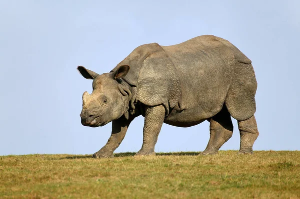 Rhinocéros Inde Rhinocéros Unicornes Adulte Debout Sur Herbe Contre Ciel — Photo