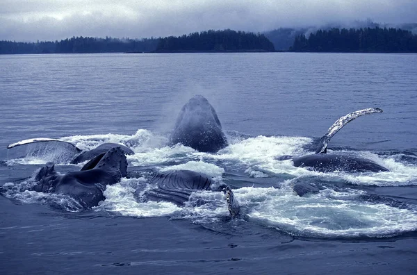 Baleia Humpack Megaptera Novaeangliae Grupo Bubble Net Feeding Boca Aberta — Fotografia de Stock