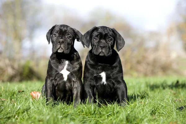 Cane Corso Egy Olasz Kutyafajta Füvön Ülő Kölykök — Stock Fotó