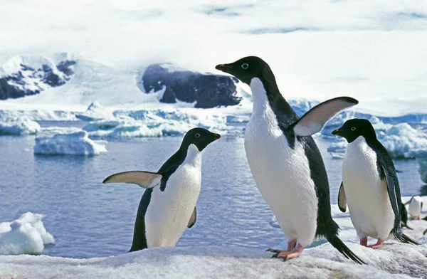 Adelie Penguen Pygoscelis Adeliae Buz Sahası Grubu Antarktika Daki Paulet — Stok fotoğraf