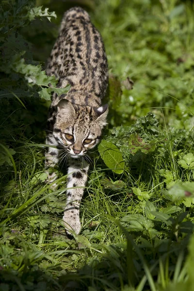 タイガー猫またはOncilla Leopardus Tigrinus — ストック写真